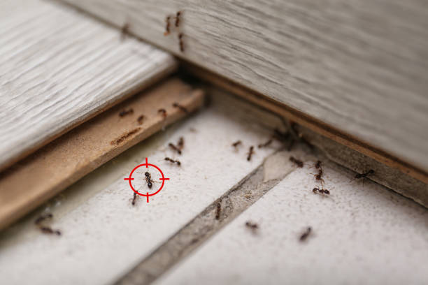 Best Commercial Pest Control Services  in Lombard, IL